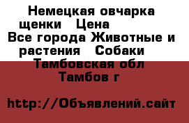 Немецкая овчарка щенки › Цена ­ 20 000 - Все города Животные и растения » Собаки   . Тамбовская обл.,Тамбов г.